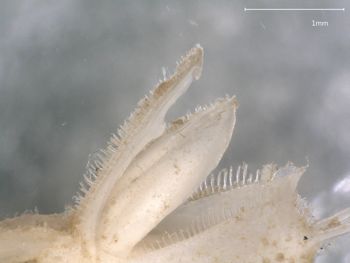 Media type: image; Invertebrate Zoology 151007